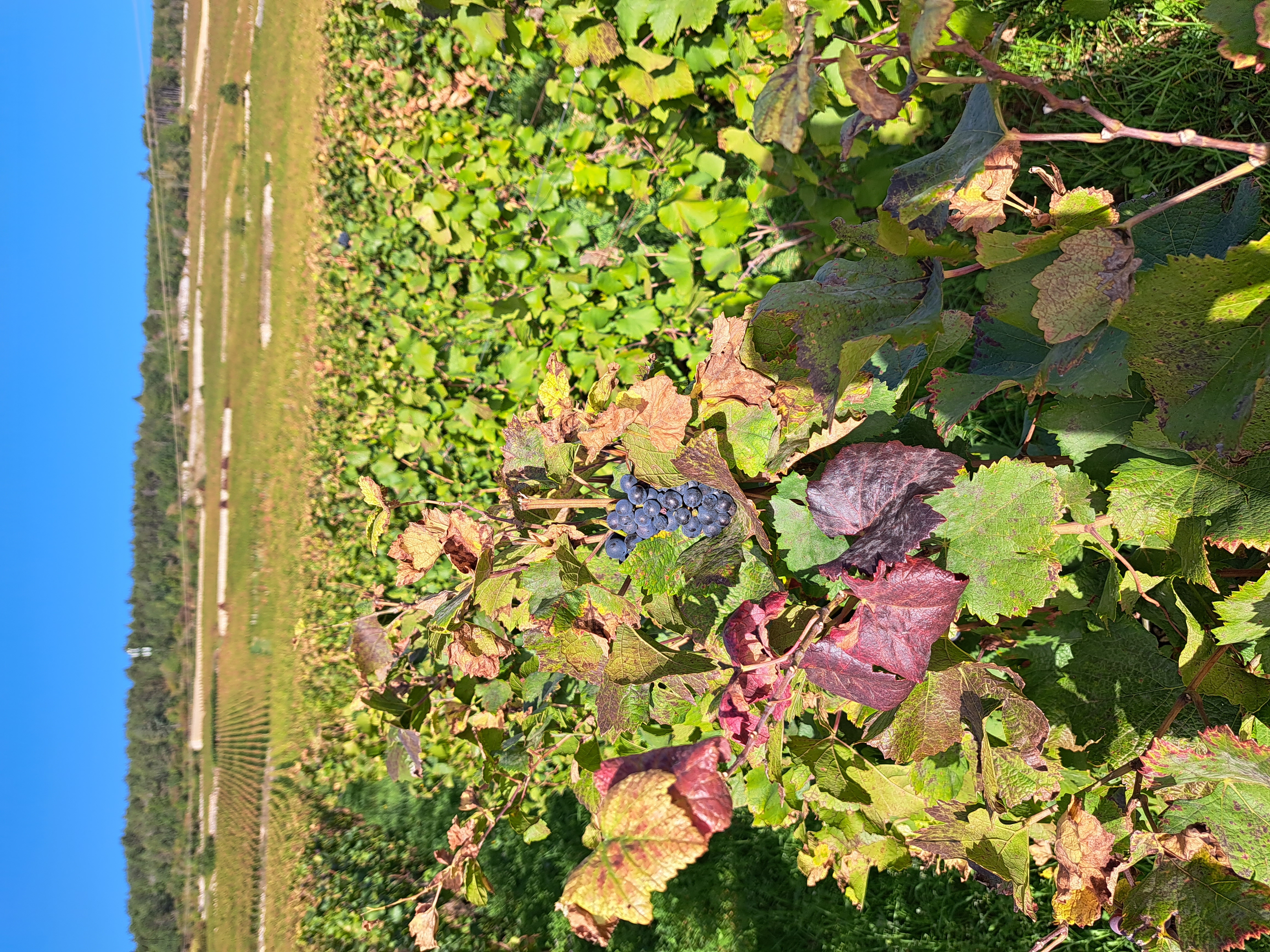 Pinot Noir